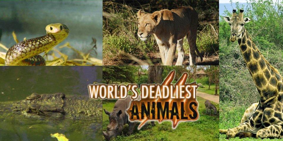 worlds-deadliest-animals-2007.JPG